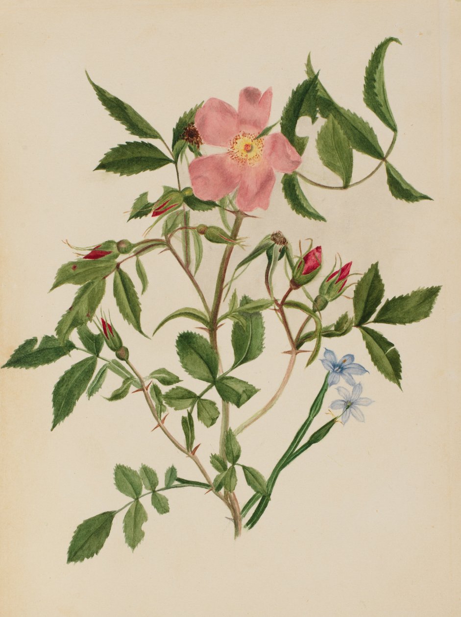 Wild Rose and Blue-eyed Grass Rosa species and Sisyrinchium species by Mary Vaux Walcott