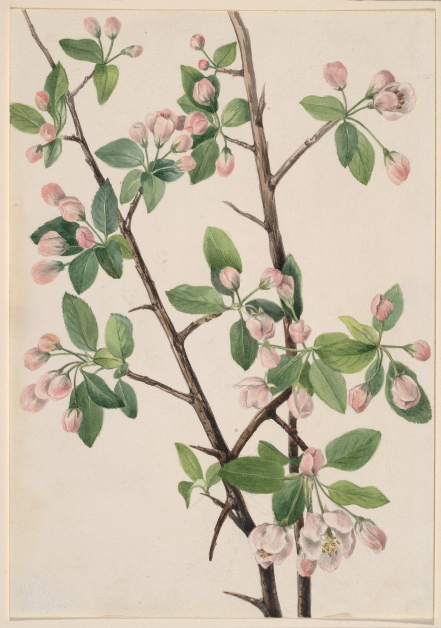 Wild Sweet Crab (Malus coronaria) by Mary Vaux Walcott