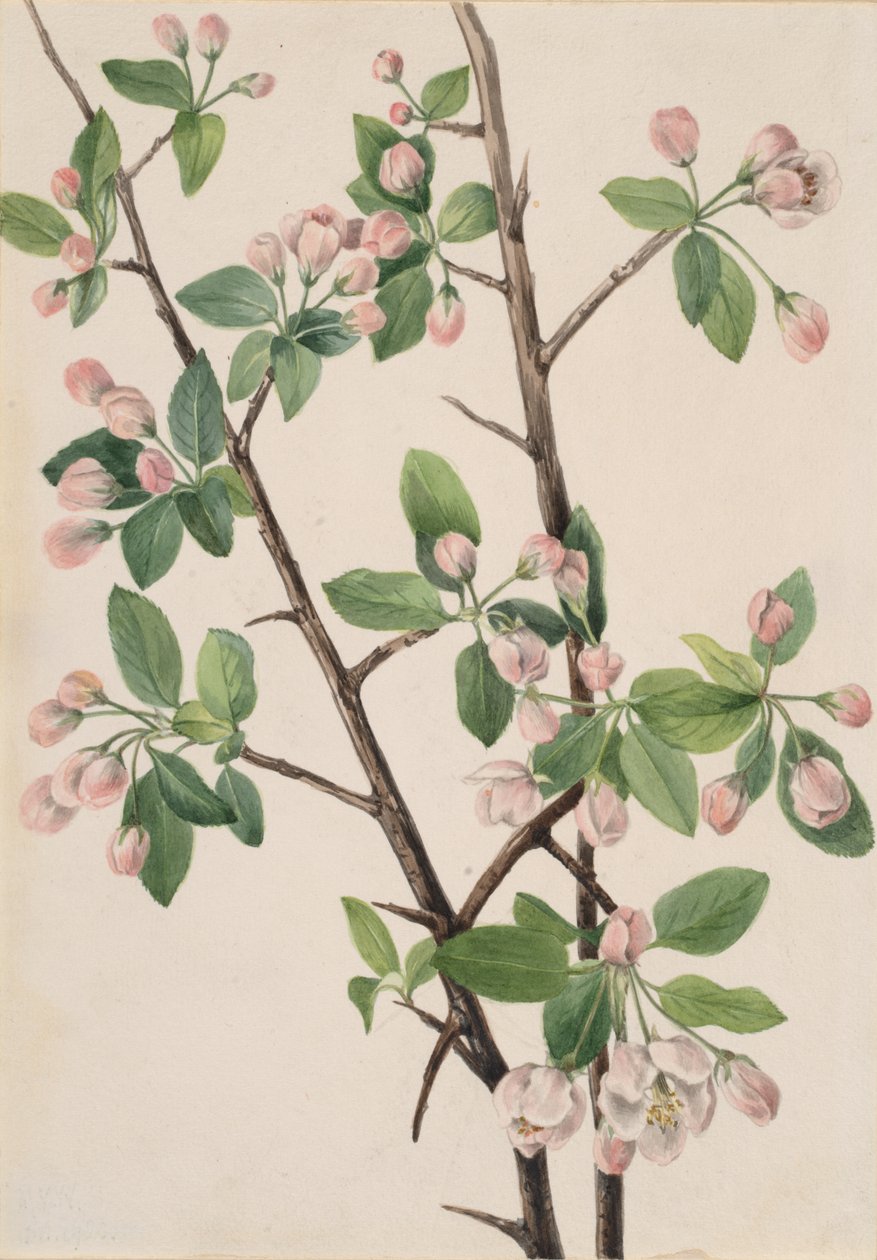 Wild Sweet Crab Malus coronaria, 1920 by Mary Vaux Walcott