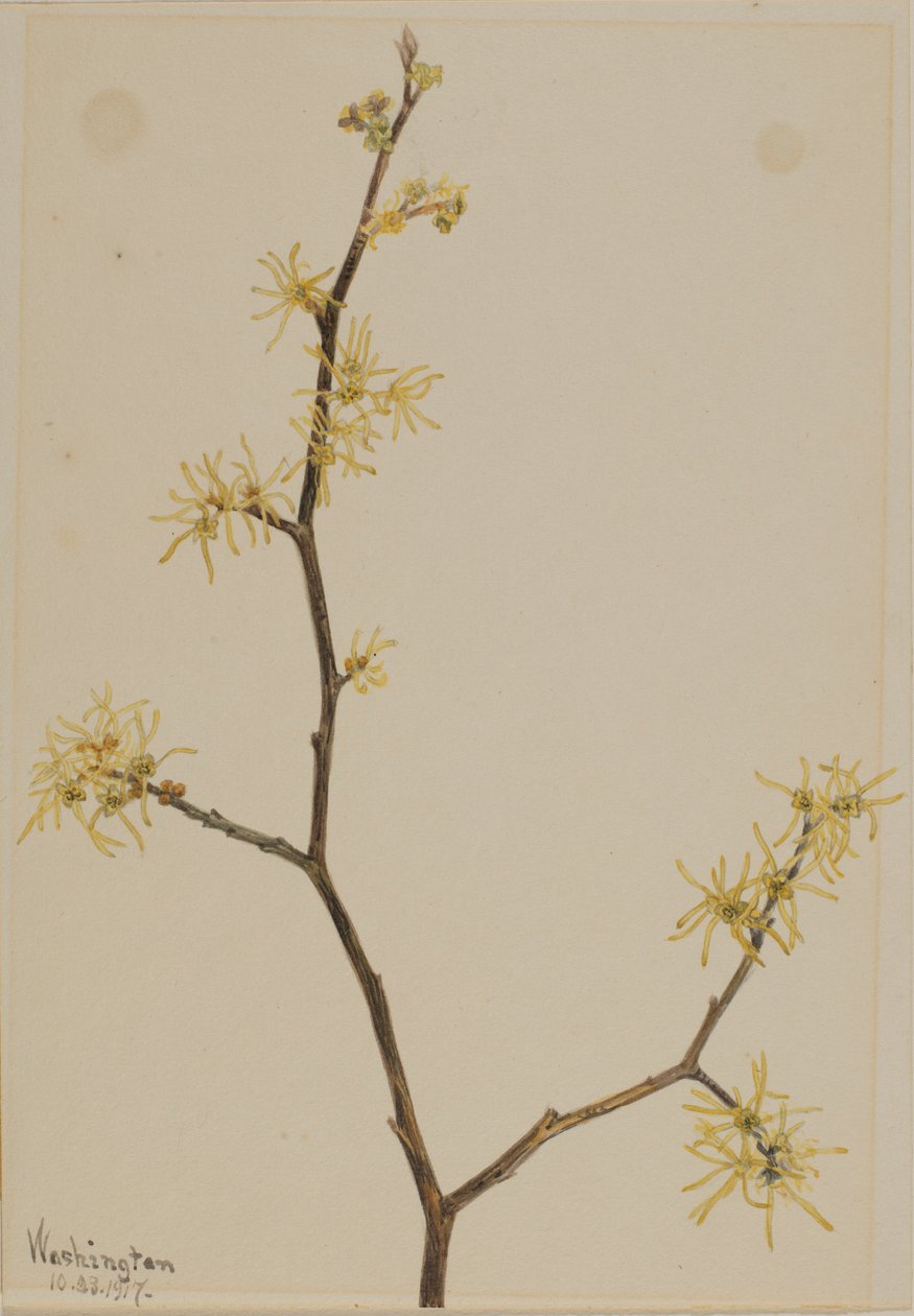 Witch-Hazel by Mary Vaux Walcott