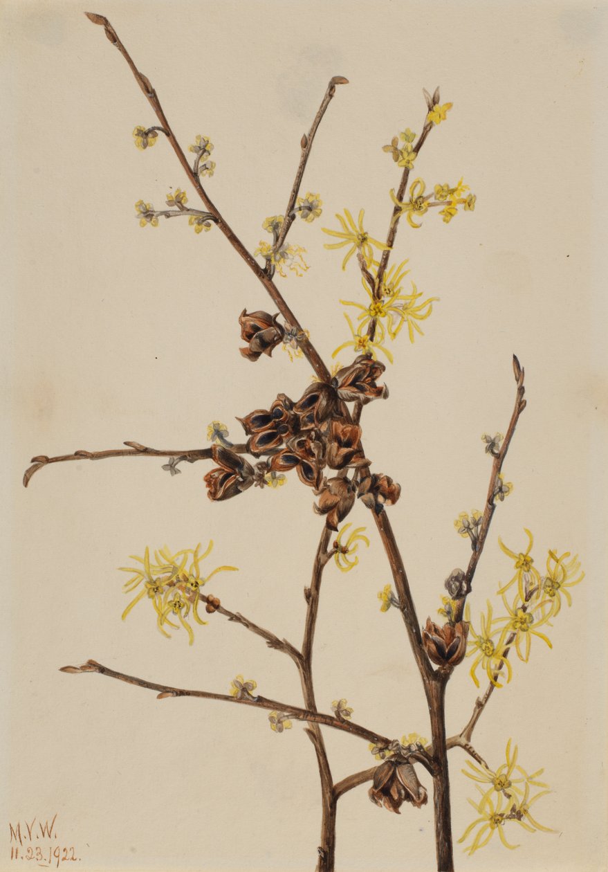 Witch Hazel Hamamelis Virginiana, 1922 by Mary Vaux Walcott