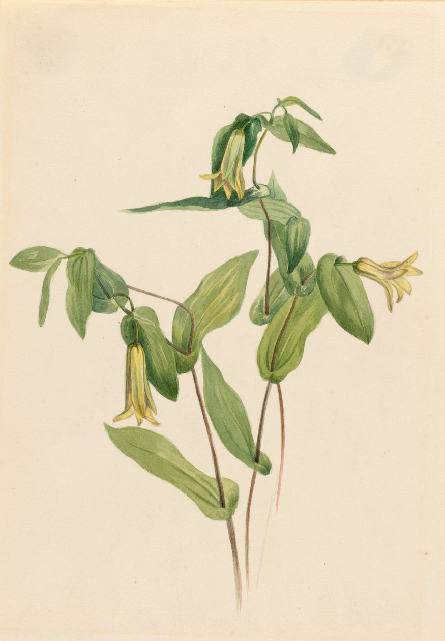 Wood Merrybells by Mary Vaux Walcott