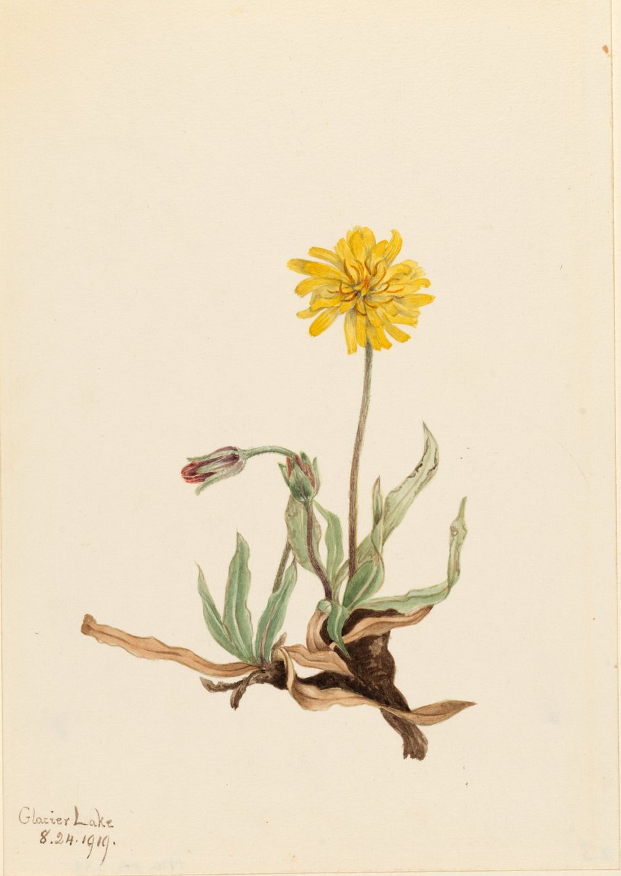 Woolly Agoseris by Mary Vaux Walcott