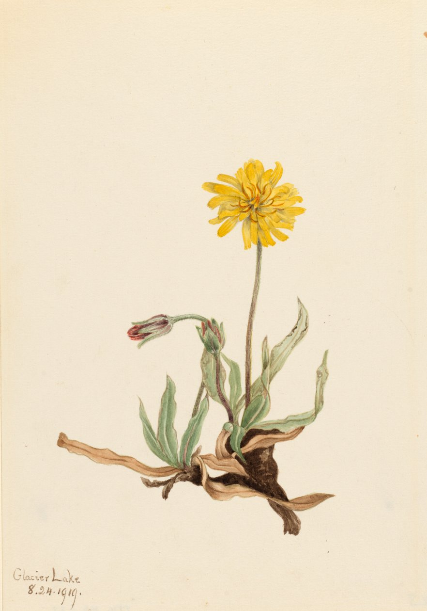 Woolly Agoseris by Mary Vaux Walcott