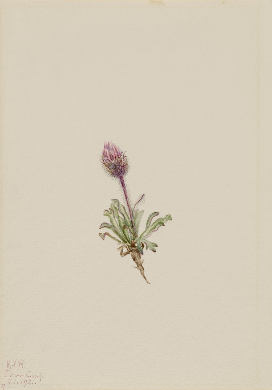 Woolly Fleabane by Mary Vaux Walcott