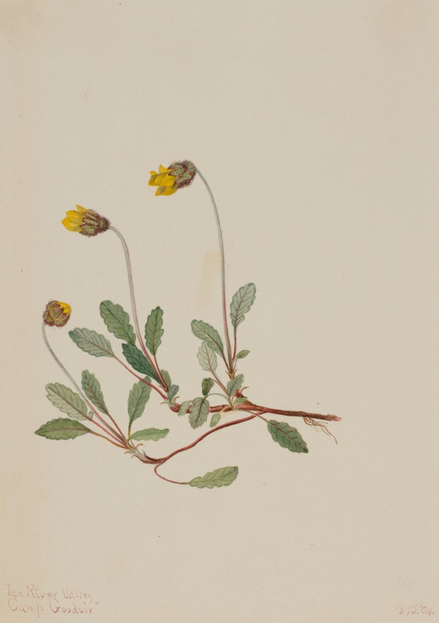 Yellow Dryad by Mary Vaux Walcott