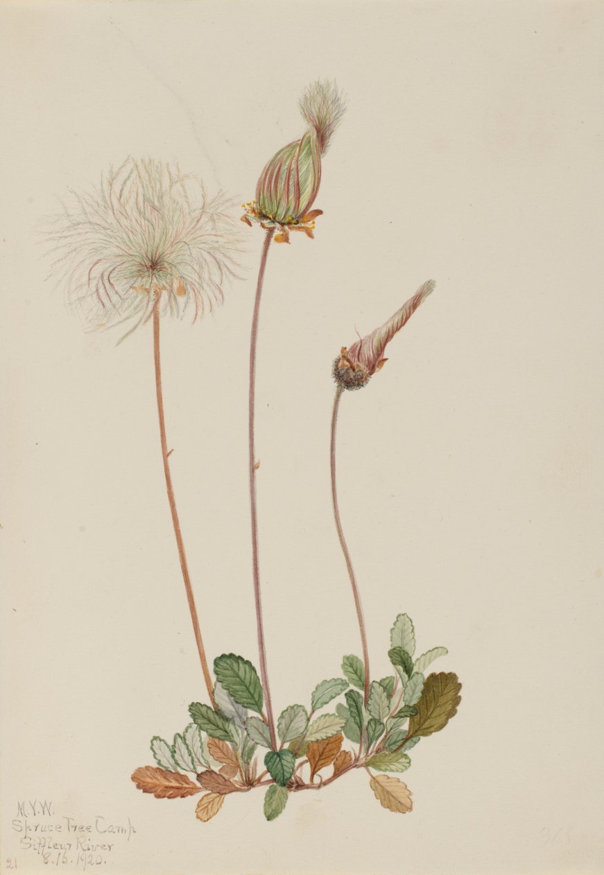 Yellow Dryad (fruit) by Mary Vaux Walcott