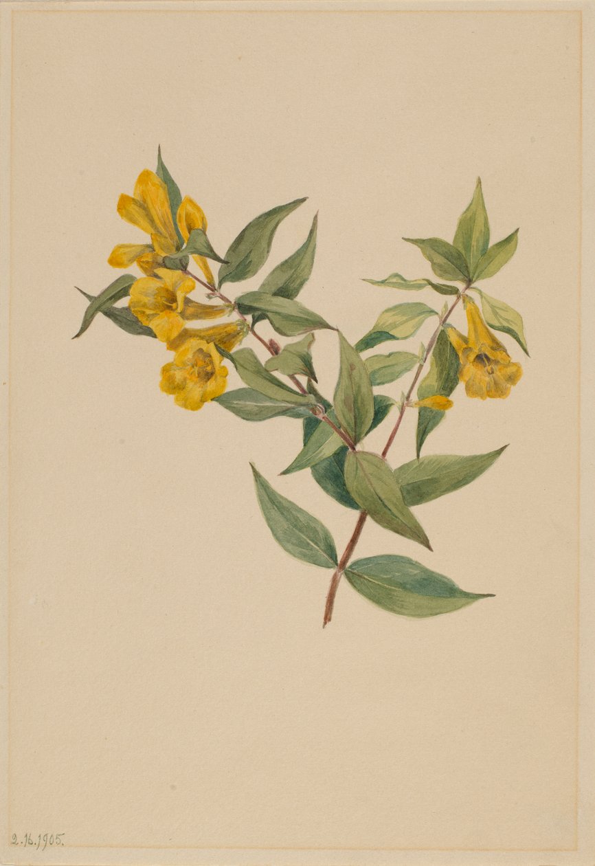 Yellow Jessamine by Mary Vaux Walcott