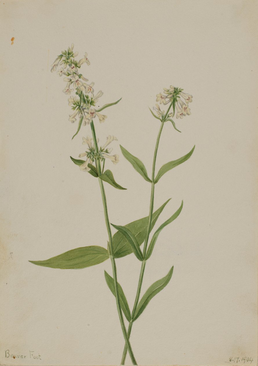 Yellow Pentstemon (Pentstemon confertus) by Mary Vaux Walcott