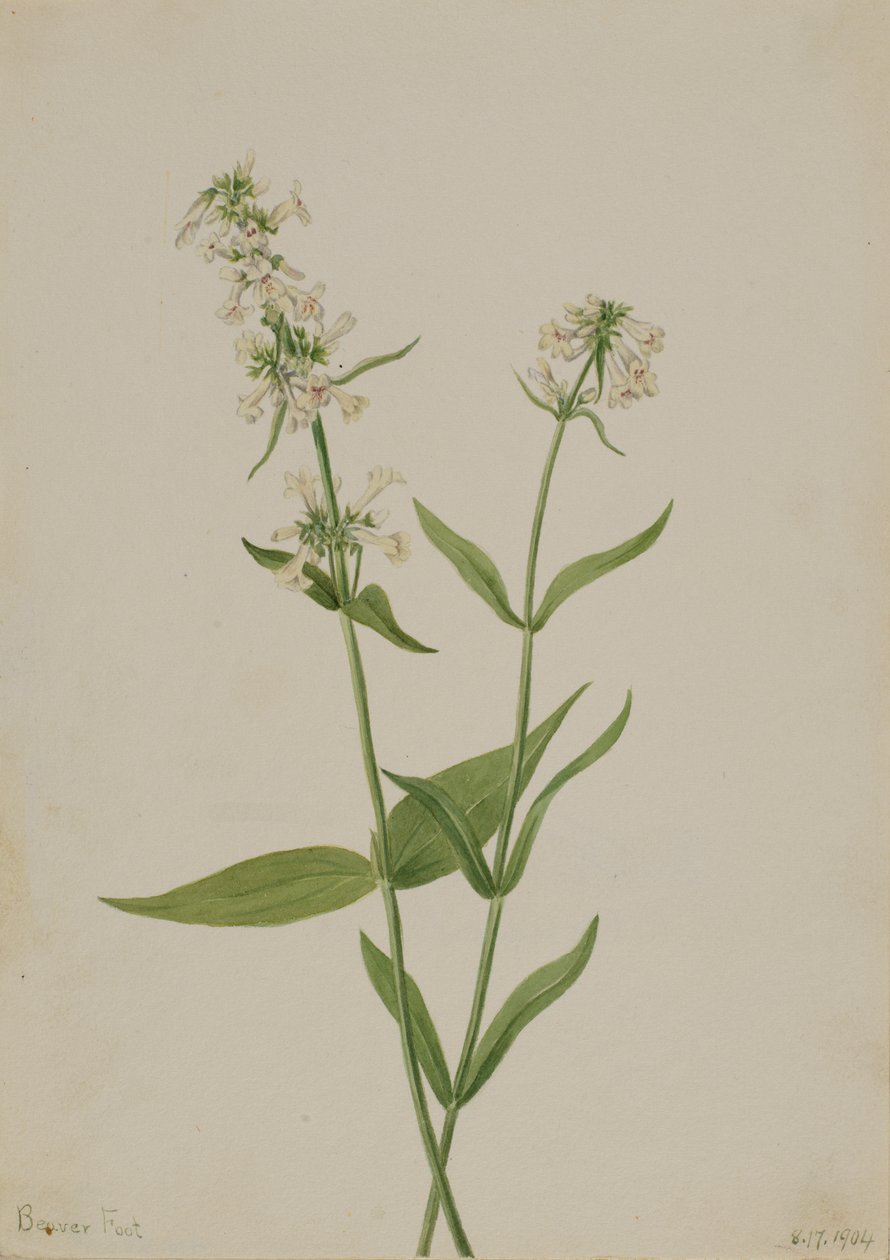 Yellow Pentstemon by Mary Vaux Walcott