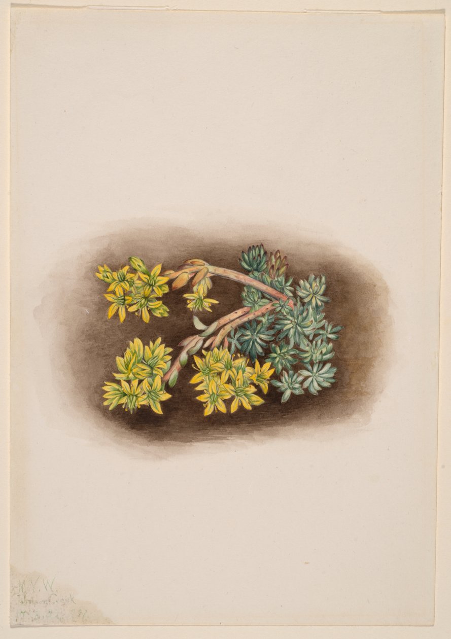 Yellow Stonecrop (Sedum stenopetalum) by Mary Vaux Walcott