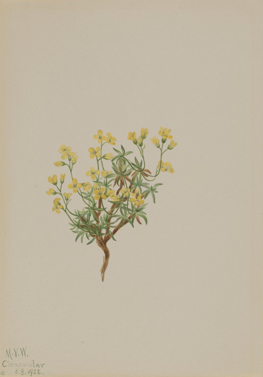 Yellow Willow Grass by Mary Vaux Walcott