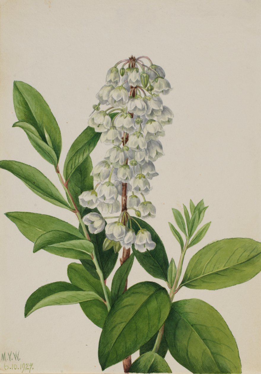 Zenobia Zenobia cassinifolia by Mary Vaux Walcott