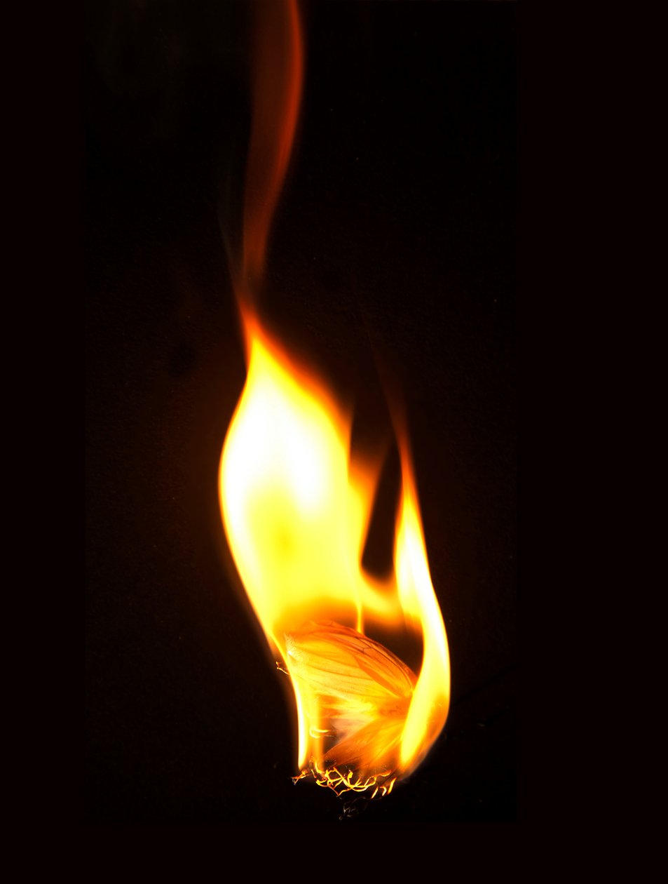 Burning Butterfly 16 by Mat Collishaw