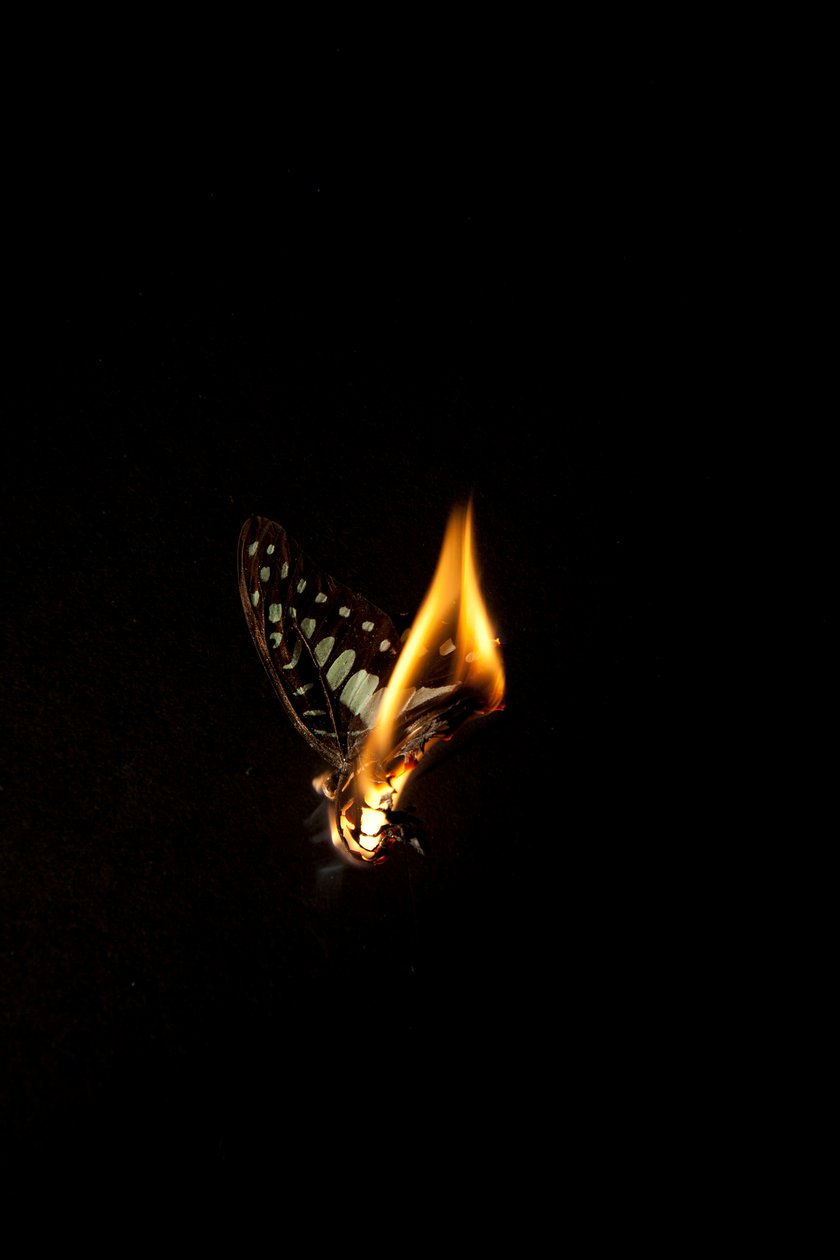 Burning Butterfly 1 by Mat Collishaw