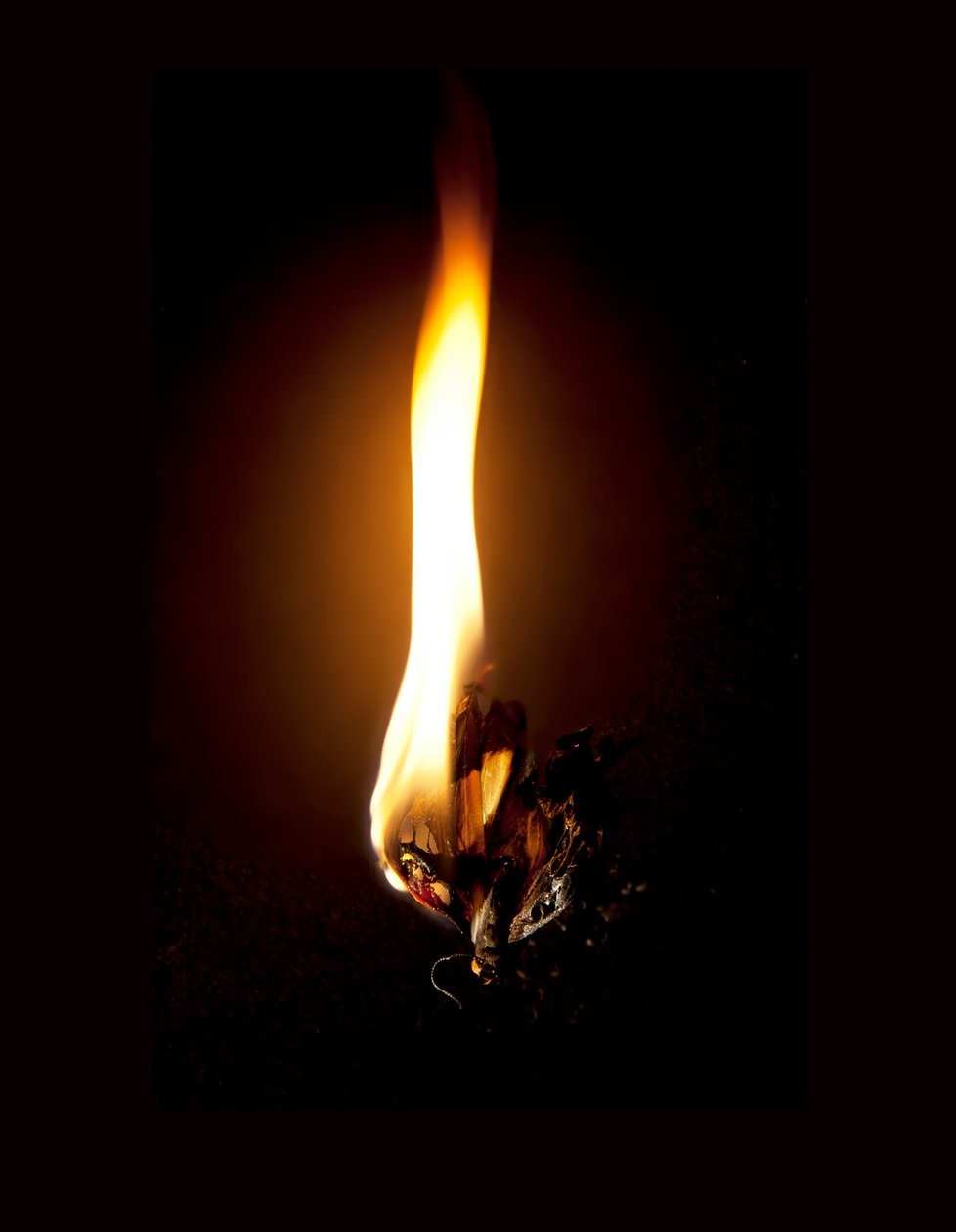 Burning Butterfly 23, 2013 by Mat Collishaw
