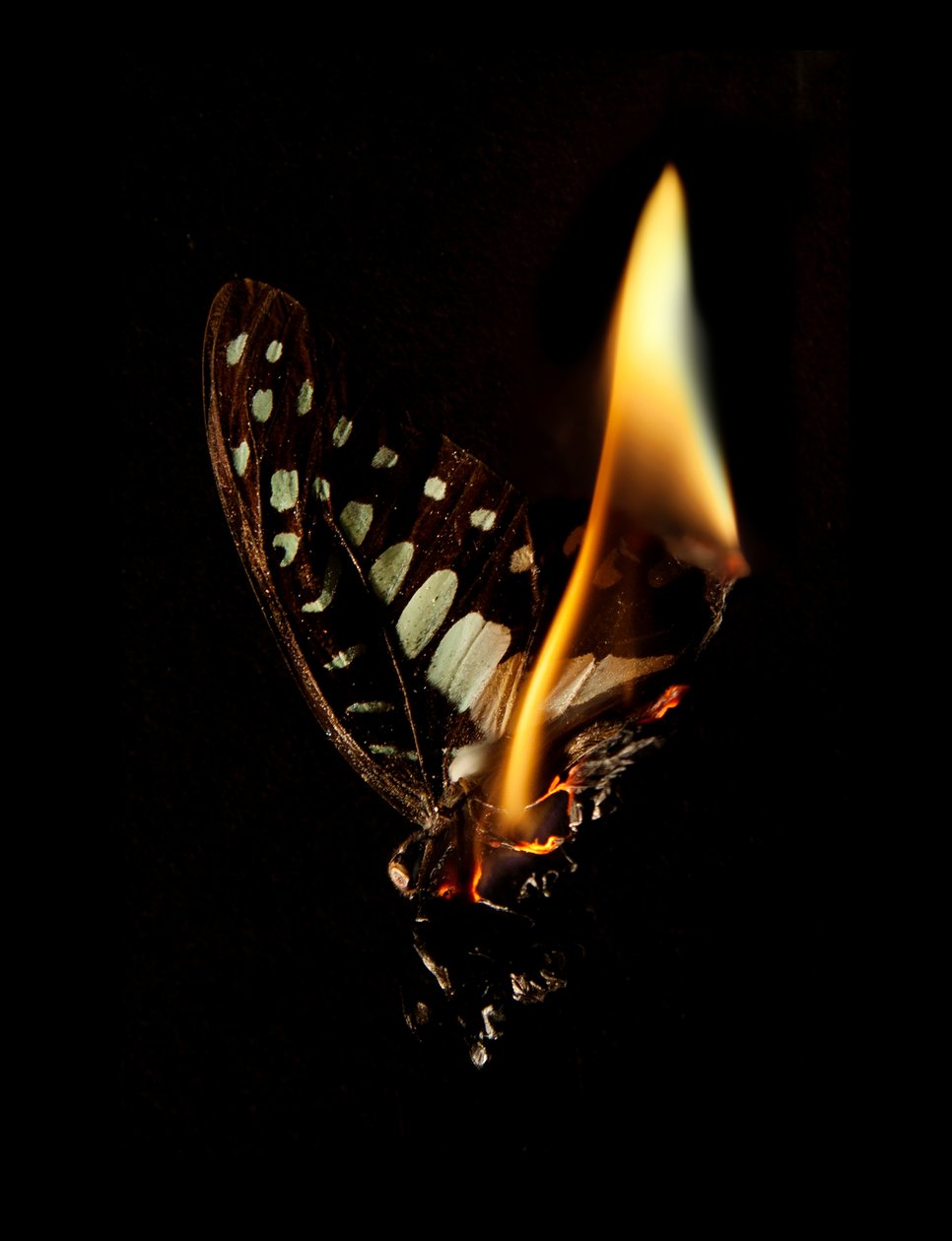 Burning Butterfly 24, 2013 by Mat Collishaw