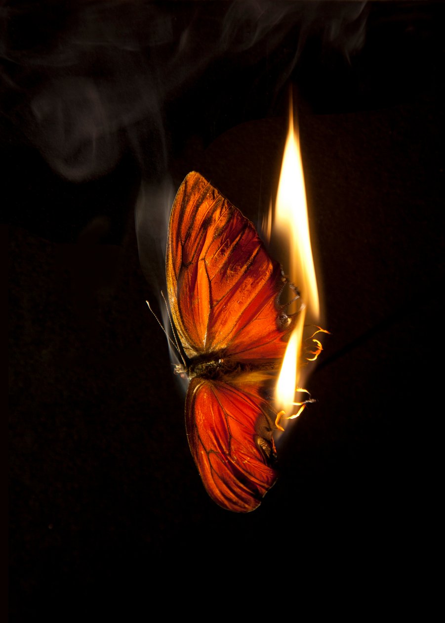 Burning Butterfly 4 by Mat Collishaw