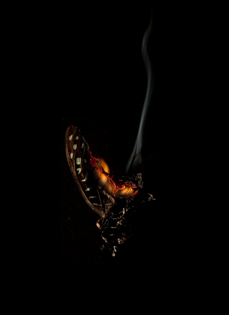 Burning Butterfly 5, 2013 by Mat Collishaw