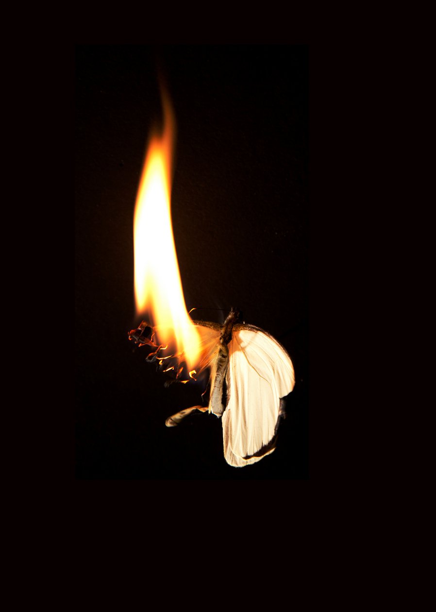 Burning Butterfly 7 by Mat Collishaw