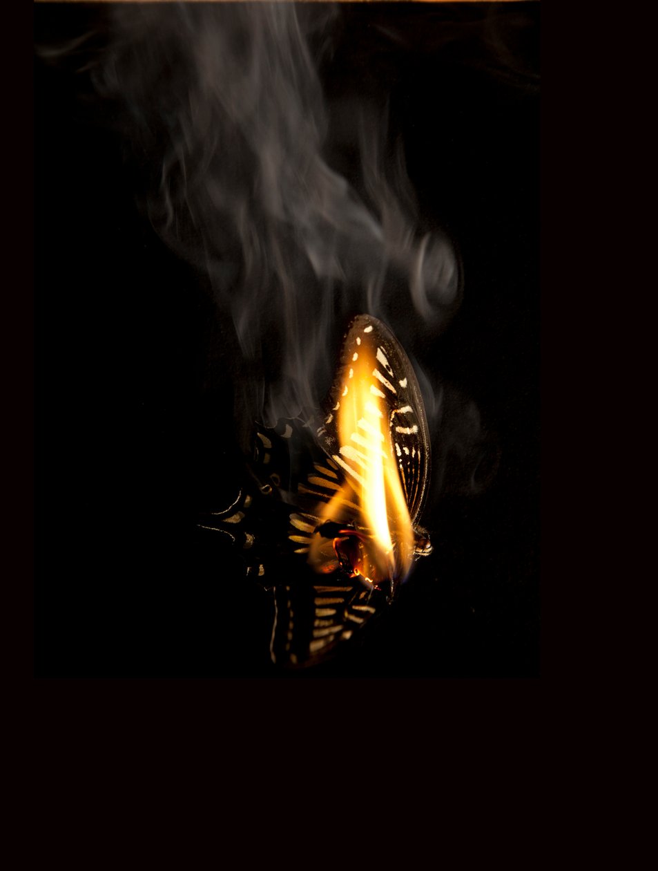 Burning Butterfly 9 by Mat Collishaw