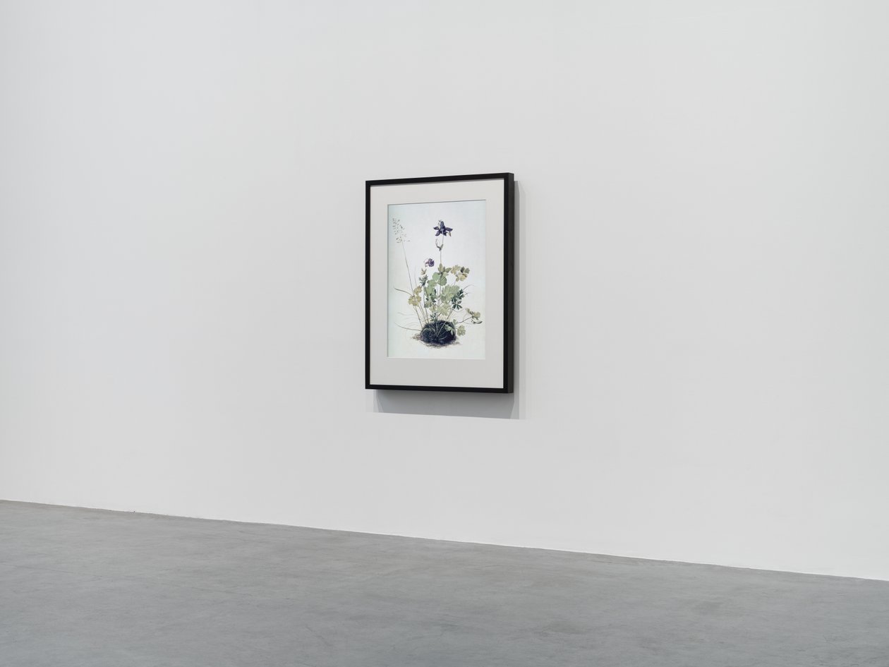 Columbine by Mat Collishaw