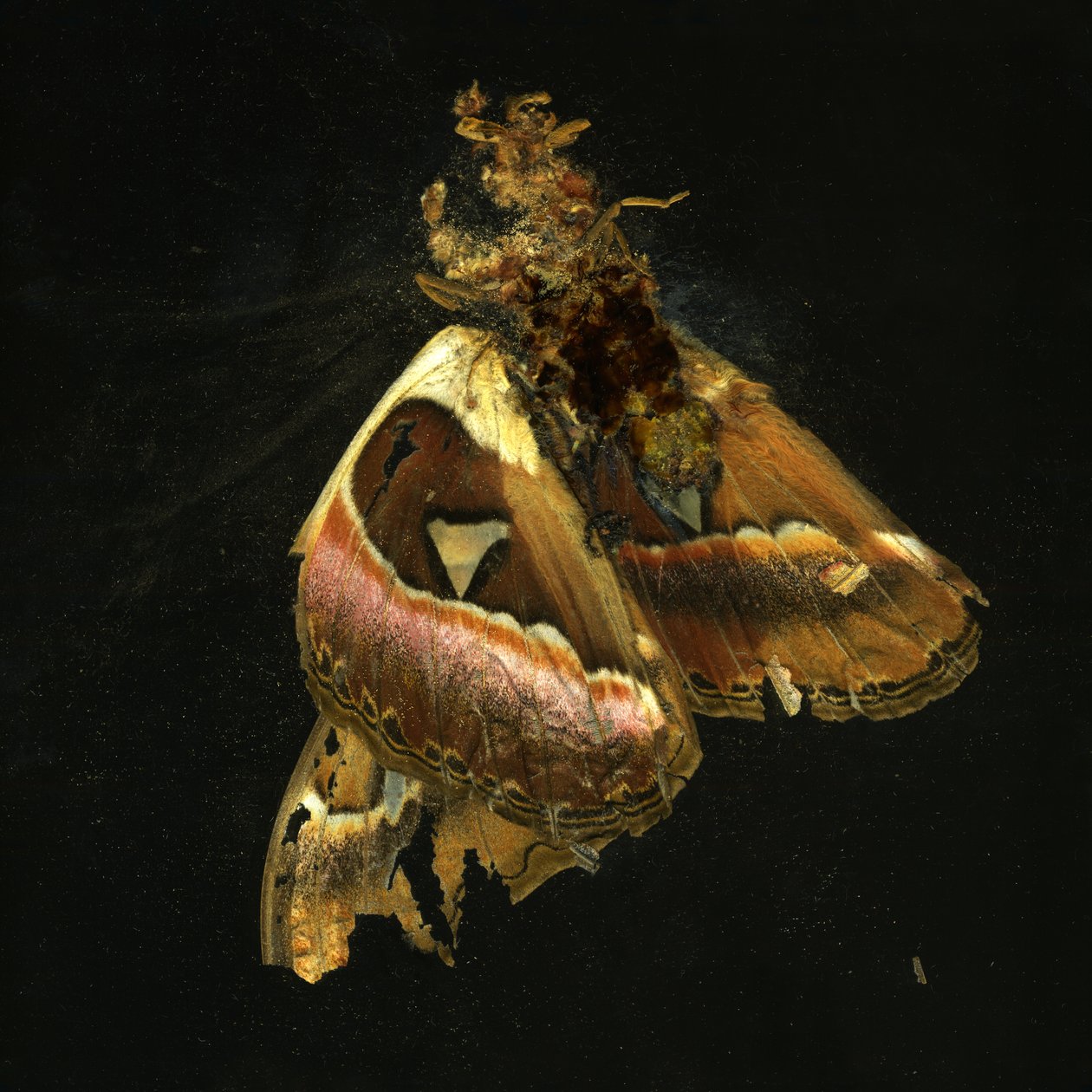 Insecticide 11 by Mat Collishaw