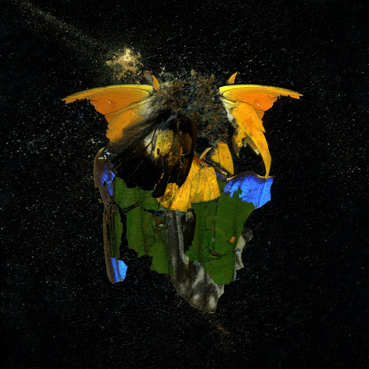 Insecticide 14, 2009 by Mat Collishaw