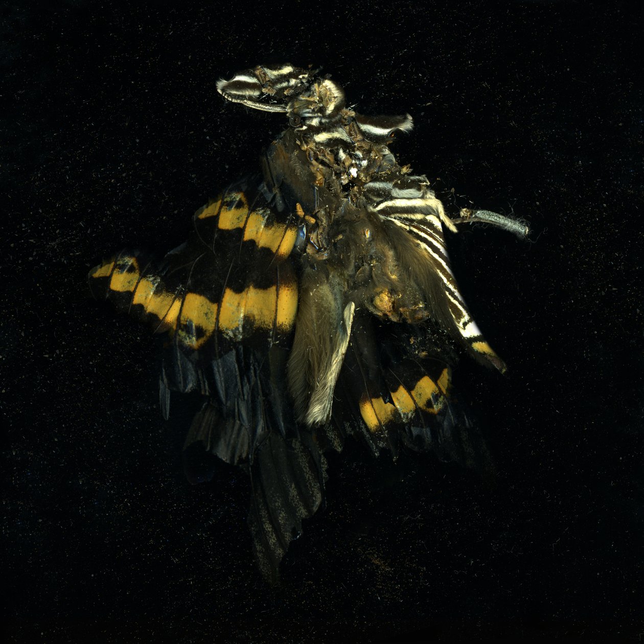 Insecticide 17 by Mat Collishaw
