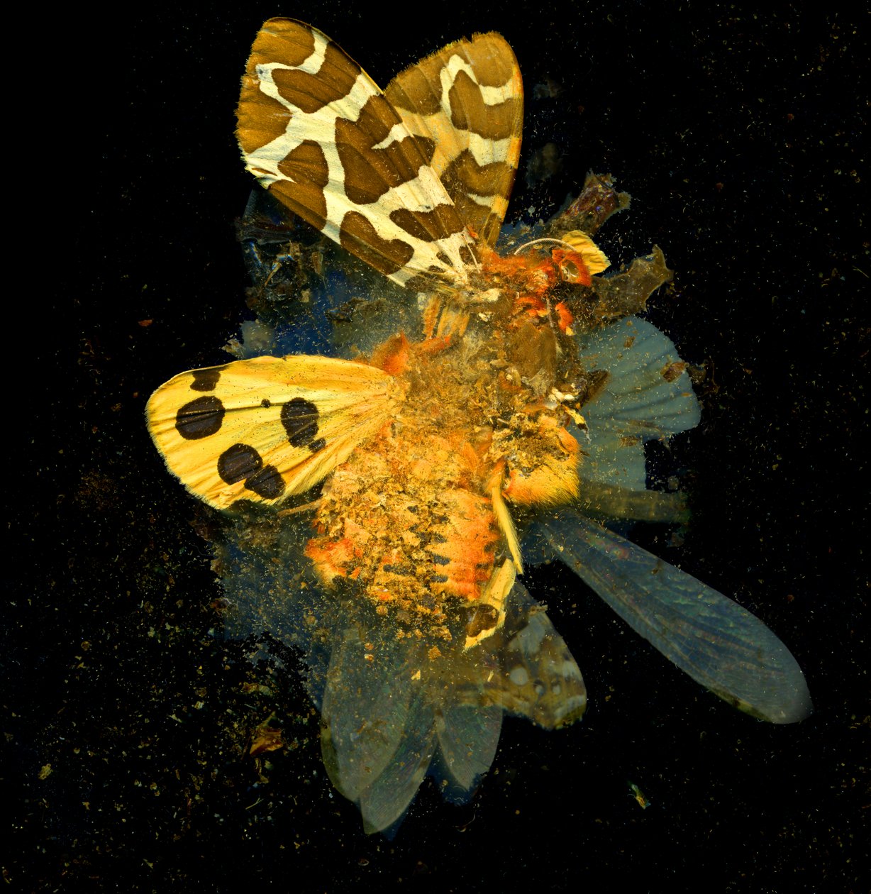 Insecticide 24 by Mat Collishaw