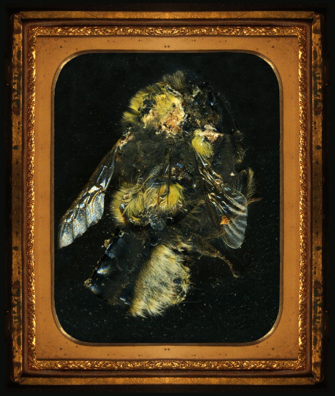 Insecticide 2 by Mat Collishaw