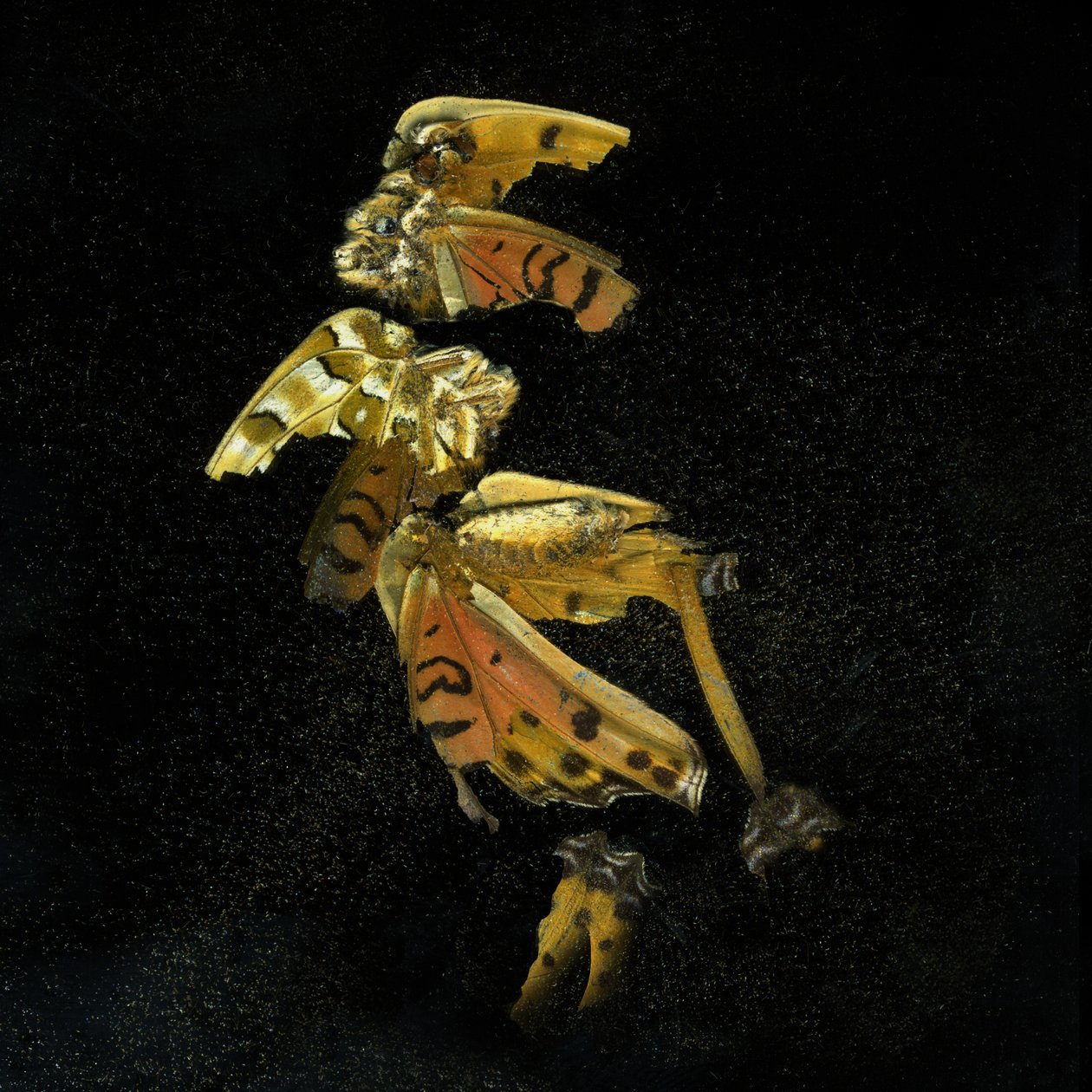 Insecticide 35, 2011 by Mat Collishaw