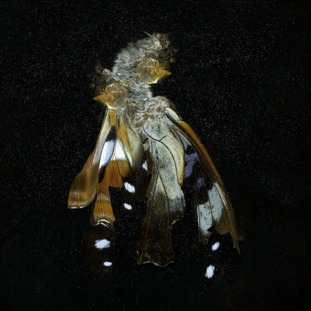 Insecticide 38 by Mat Collishaw
