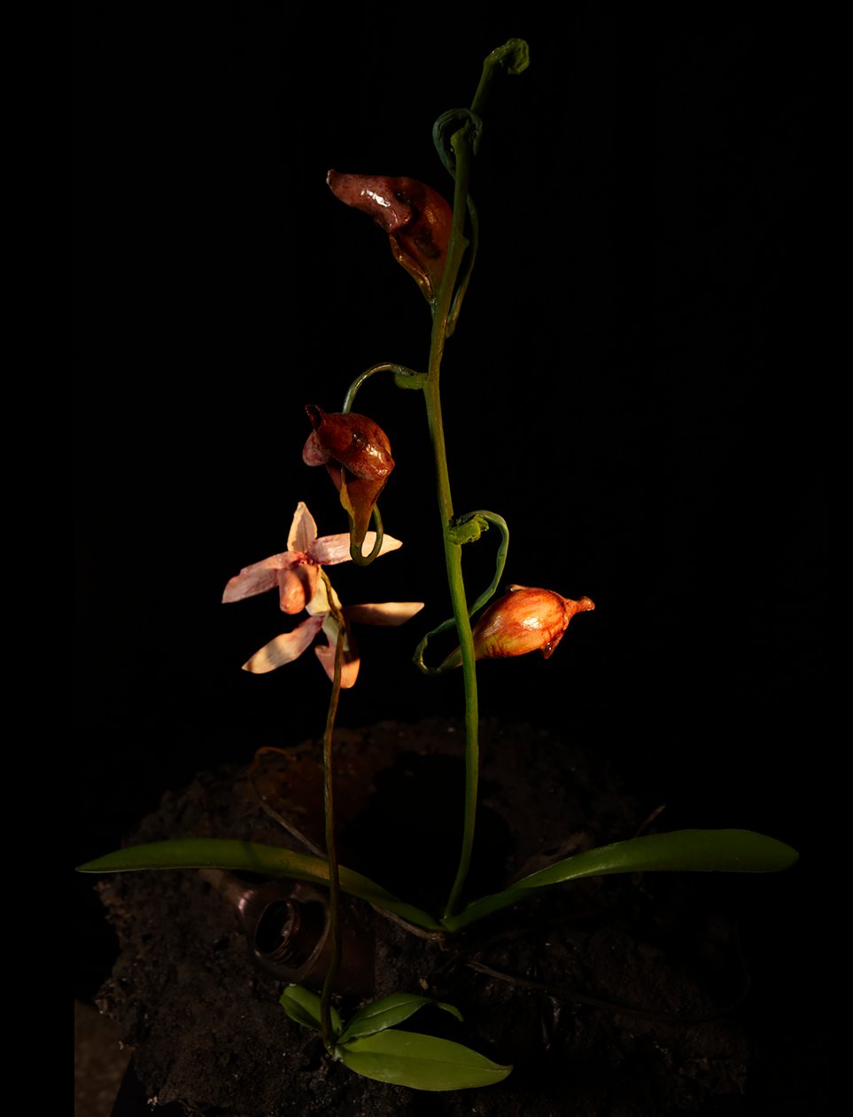 Venal Muse, Lafage by Mat Collishaw