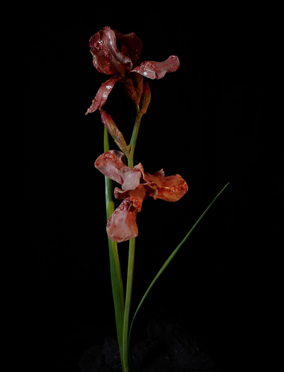 Venal Muse, Viridor, 2012 by Mat Collishaw