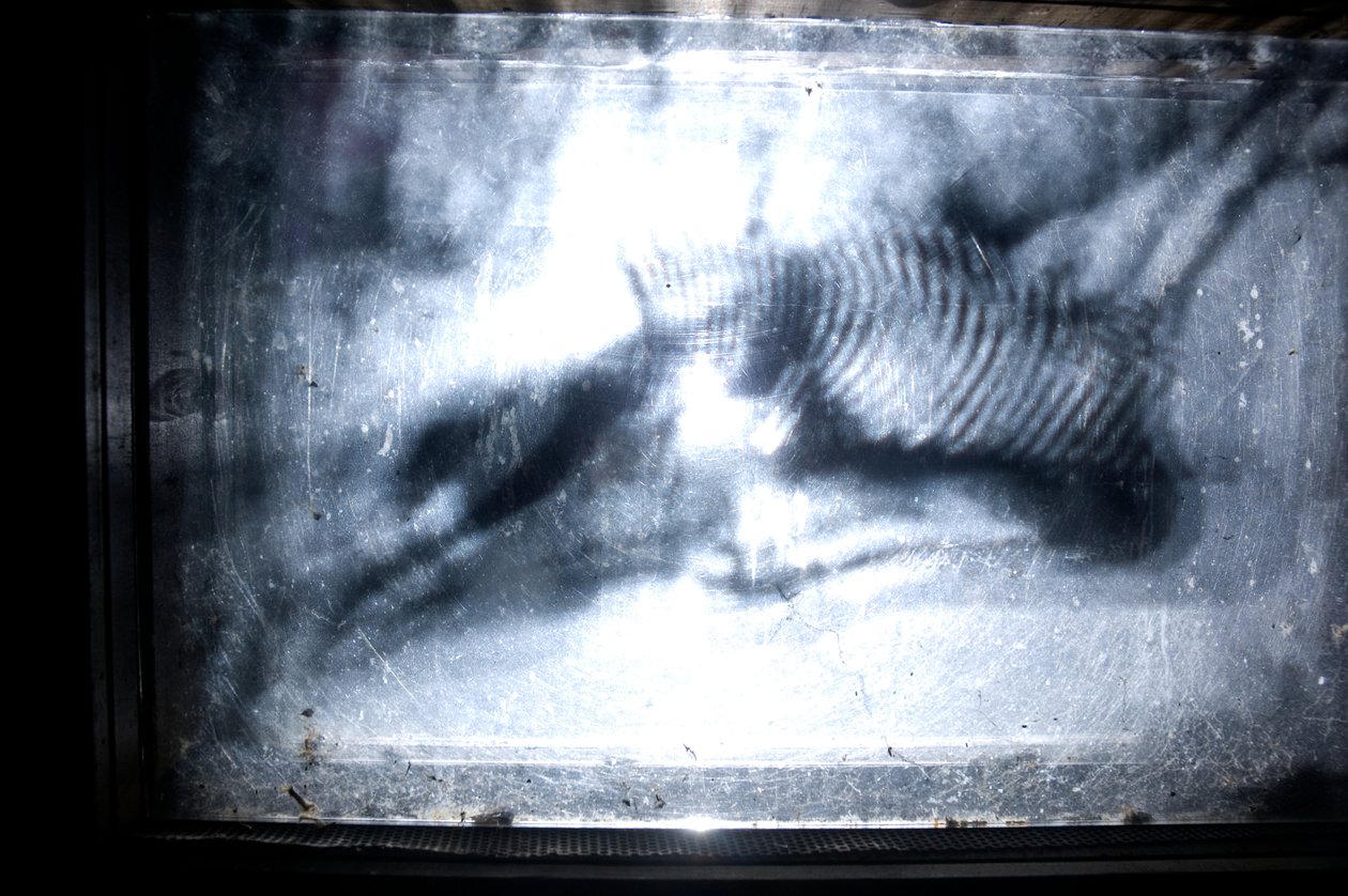 Wormery by Mat Collishaw