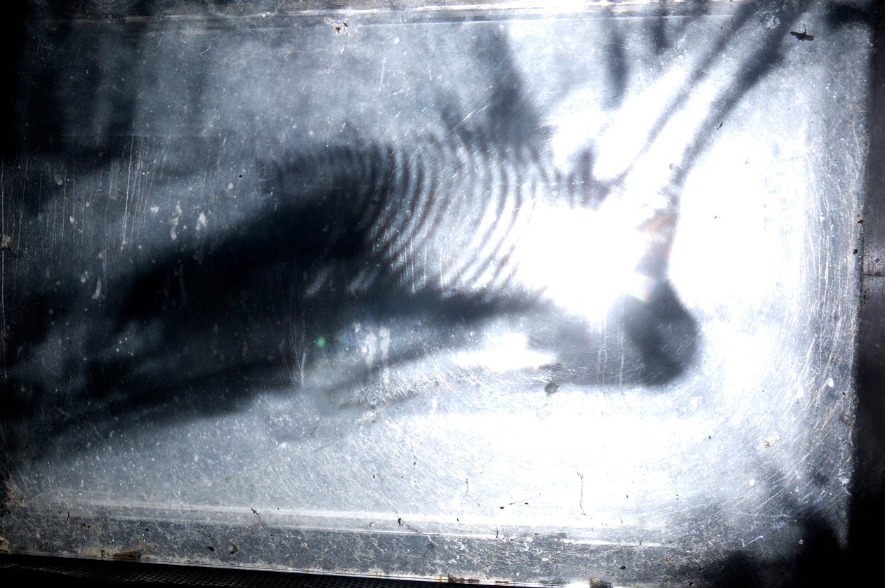 Wormery by Mat Collishaw