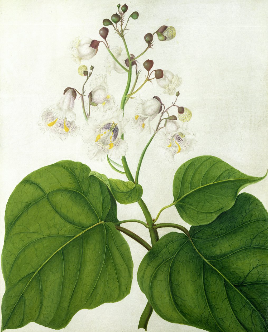 Catalpa Speciosa by Matilda Conyers