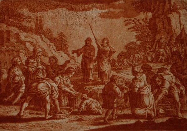 The Israelites Gathering Manna, illustration from a Bible (sepia engraving) by Mattaus II (after) Merian