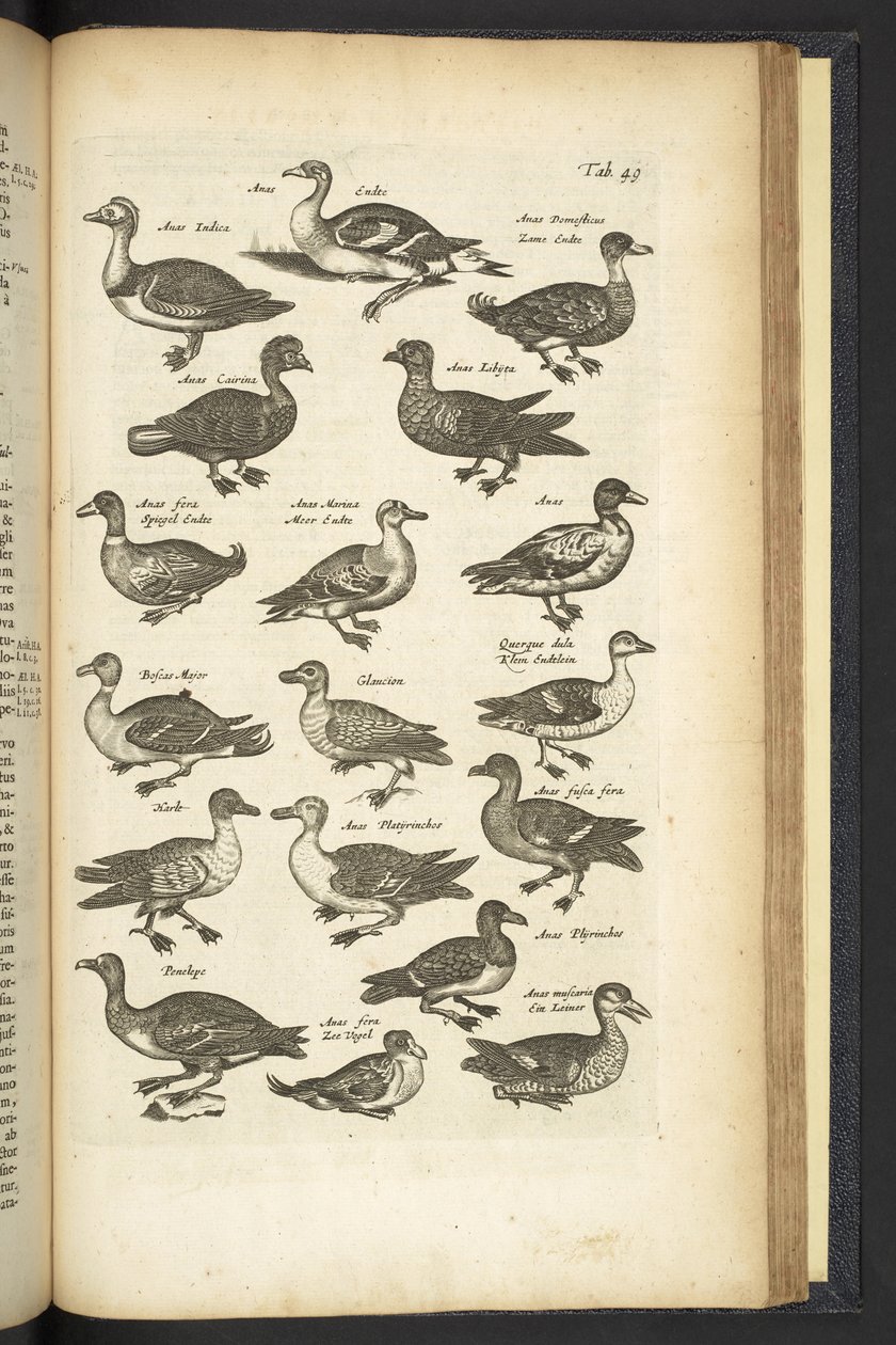 Ducks, Illustration from Historiæ Naturalis de Quadrupetibus by Mattaus the Younger Merian