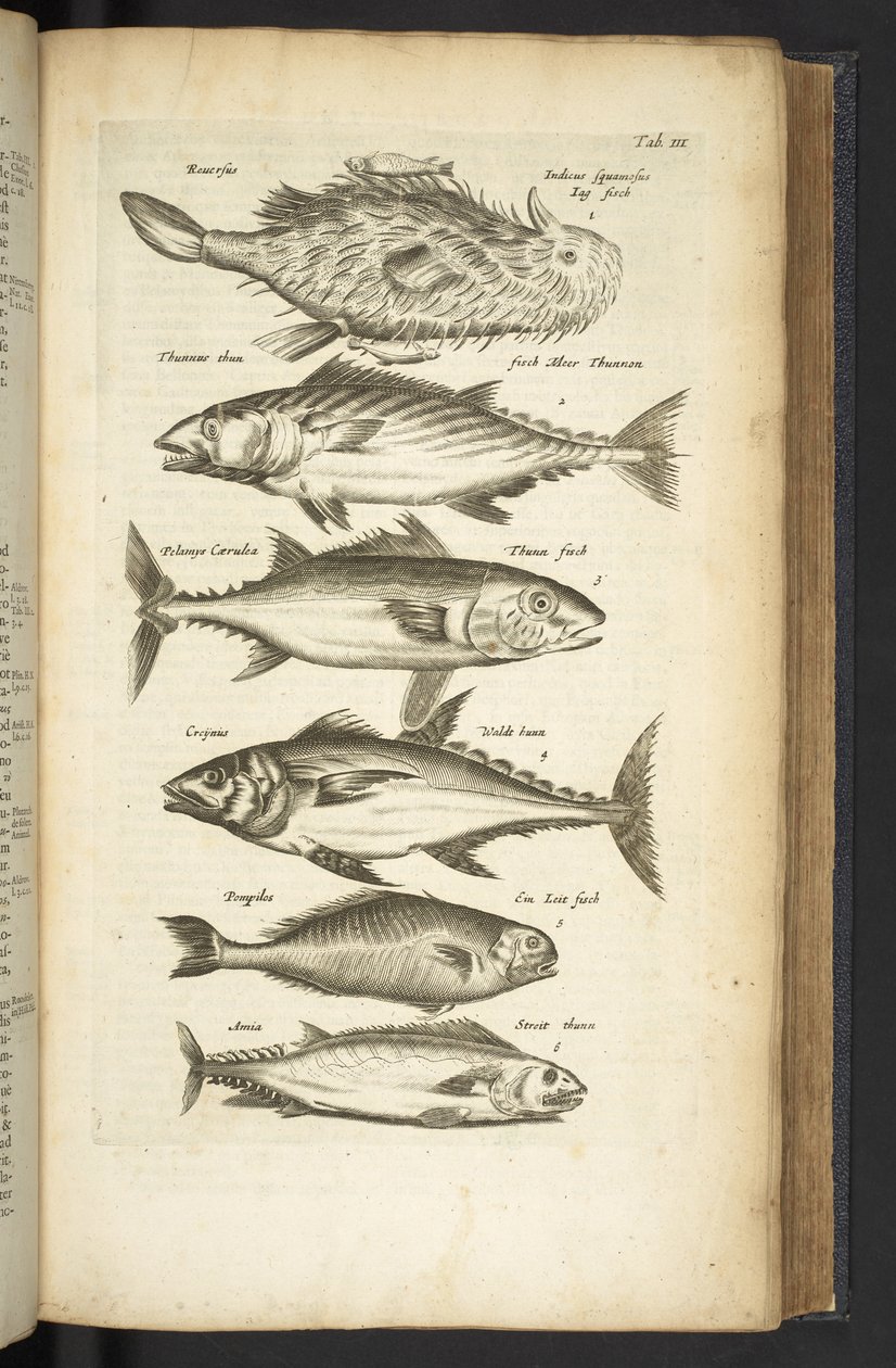 Tunas, Illustration from 