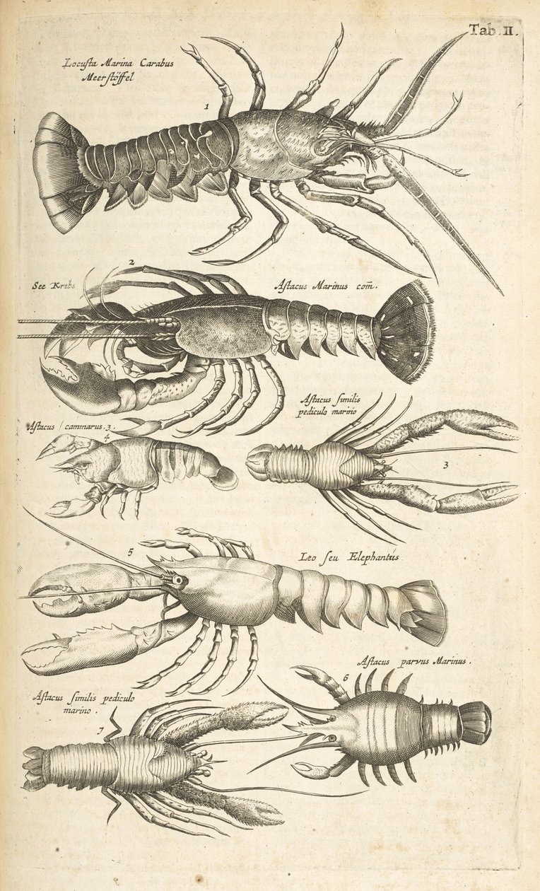 Lobsters, Illustration from 
