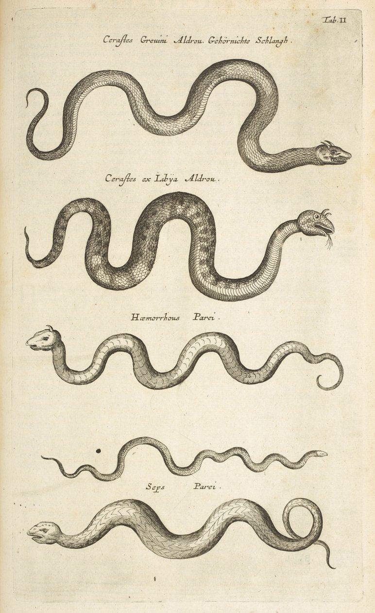 Tab II, Snakes, Illustration from 