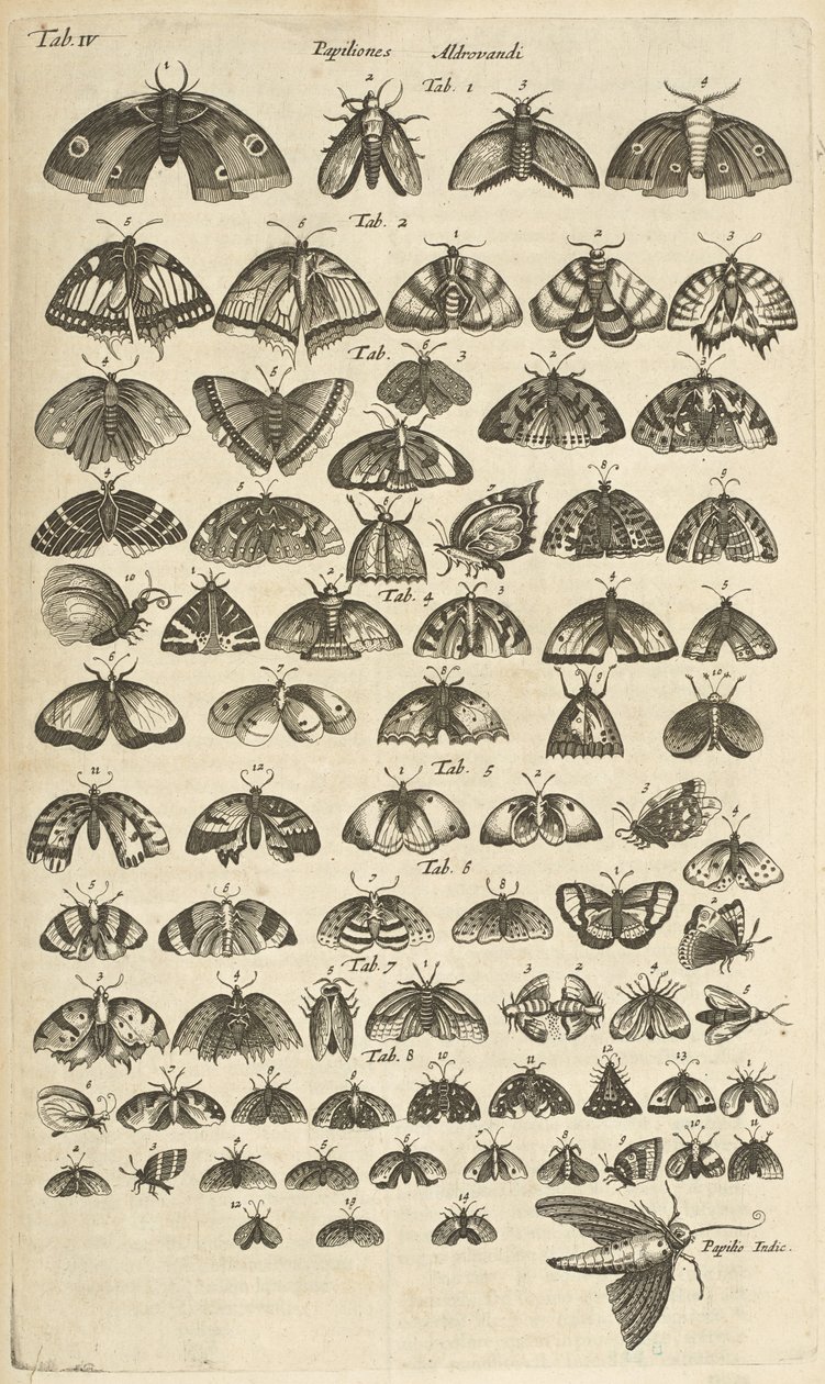 Butterflies and Moths, Illustration from 