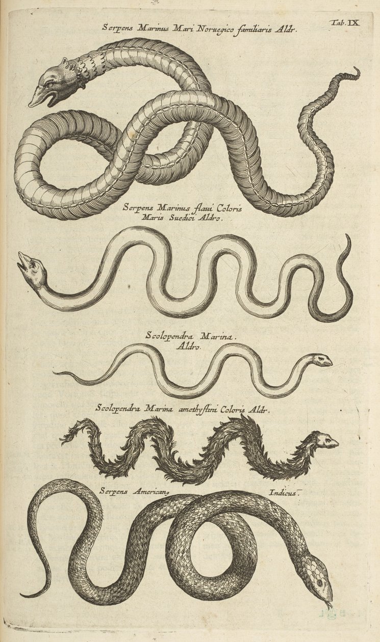 Tab IX, Sea Snakes, Illustration from 