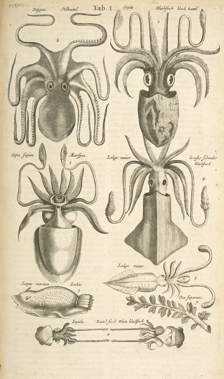 Octopus, Illustration from 