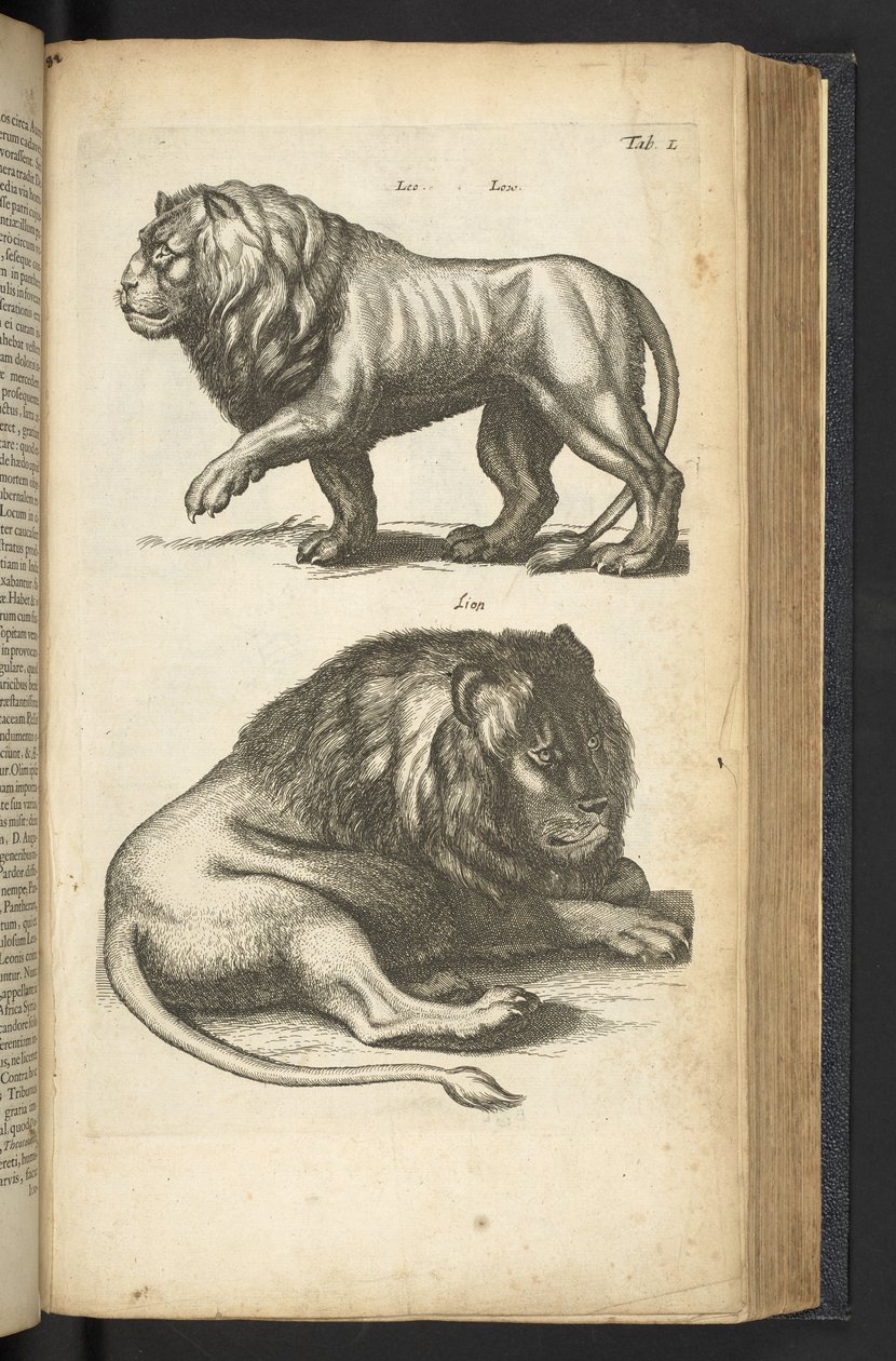 Lions, illustration from 