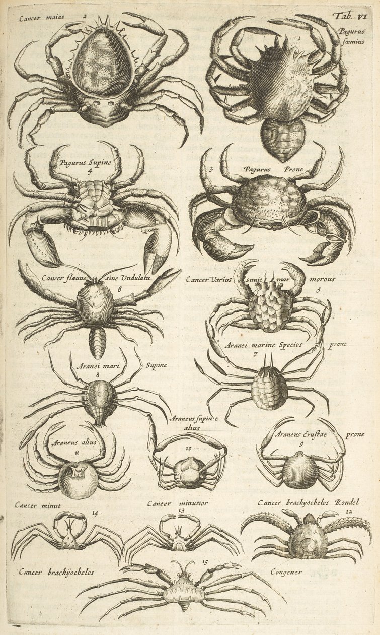 Crabs, Illustration from 