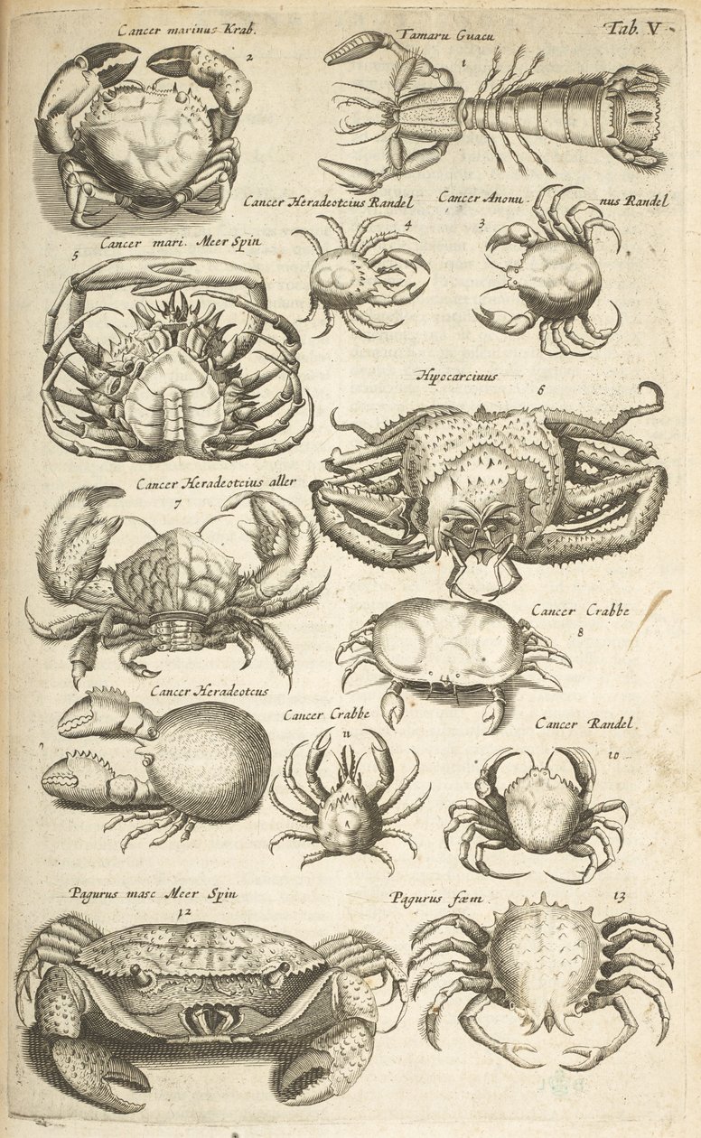 Crabs, Illustration from 