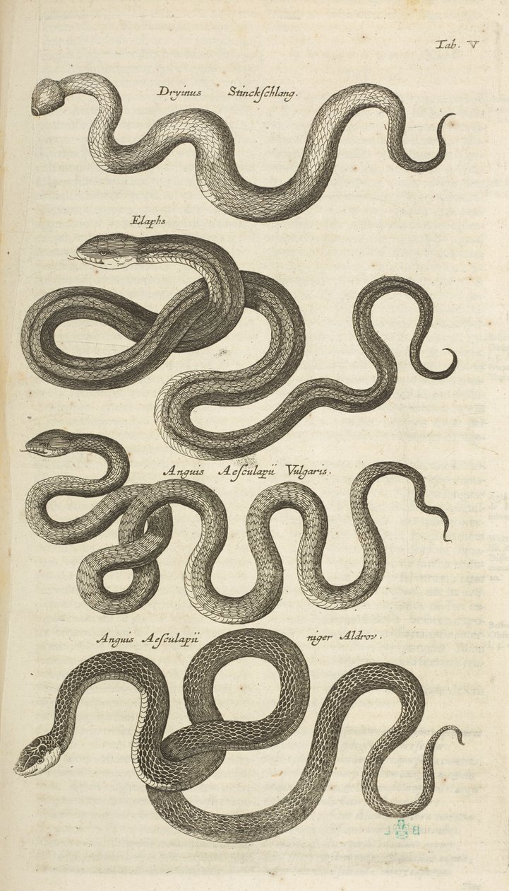Snakes, Illustration from 